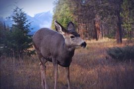 Jasper Deer in Canada