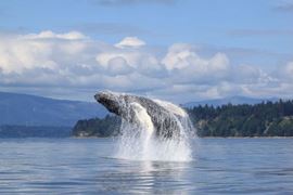 British Columbia Whale Watching