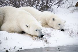 Polar Bears in Churchill