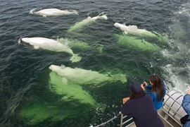 Churchill Baluga Whales