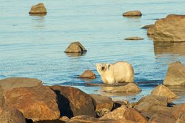 Churchill Polar Bear