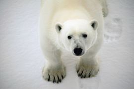 Churchill Polar Bear Spotting Tours