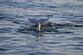 Churchill Beluga Whales Tours