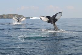 St John's Whale Spoting Tours