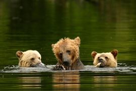 Canada Wildlife Holidays - Bears Playing