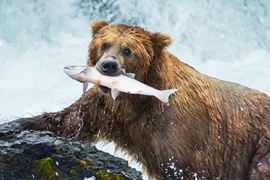 Canada Wildlife Holidays - Grizzly Bear Fishing