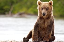 Canada Wildlife Holidays - Bear Cub