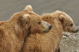 Canada Wildlife Holidays - Bear Cubs