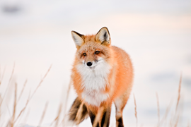 Churchill Red Fox, British Columbia