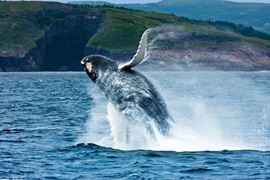 Newfoundland Breaching Whale